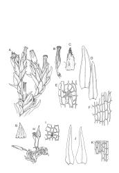 Image: R.C. Wagstaff © All rights reserved. Redrawn with permission from Lewinsky (1984). 